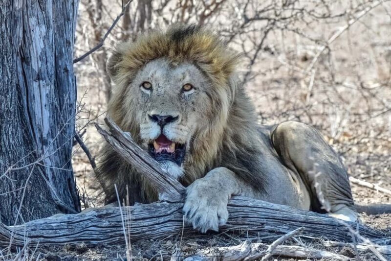 From Kruger Mpumalanga Airport: Kruger Park 3-Days Safari - Whats Included and Whats Not