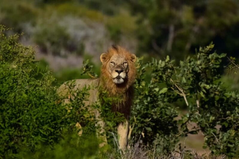 From Kruger Mpumalanga Airport: Kruger Park 3-Days Safari - Practical Tips for Your Safari