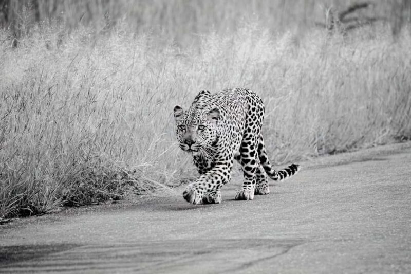 From Kruger Mpumalanga Airport: Kruger Park 3-Days Safari - Final Thoughts