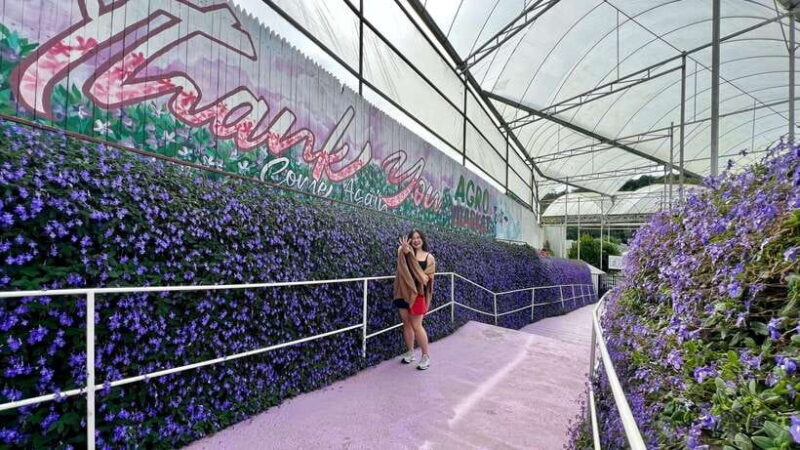 From Kuala Lumpur: Cameron Highlands Day Tour w/Lunch&Pickup - Key Points