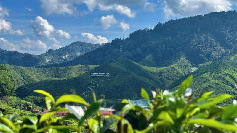 From Kuala Lumpur: Cameron Highlands Day Tour w/Lunch&Pickup - The Detailed Journey: What to Expect