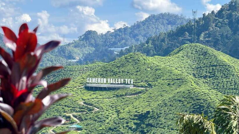 From Kuala Lumpur: Cameron Highlands Day Tour w/Lunch&Pickup - Who Would Love This Tour?