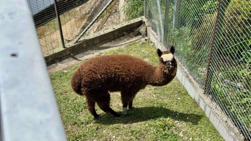 From Kuala Lumpur: Cameron Highlands Day Tour w/Lunch&Pickup - Final Thoughts