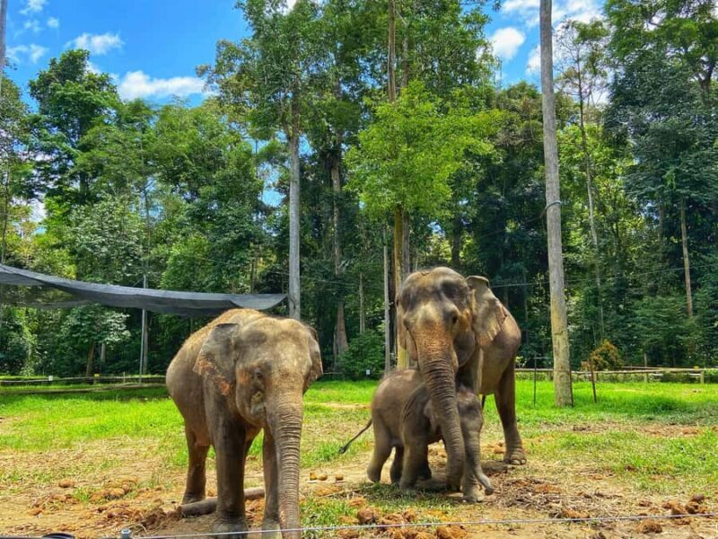 From Kuala Lumpur: Elephant Sanctuary & Batu Caves Tour - An In-Depth Look at the Itinerary and What It Means for You