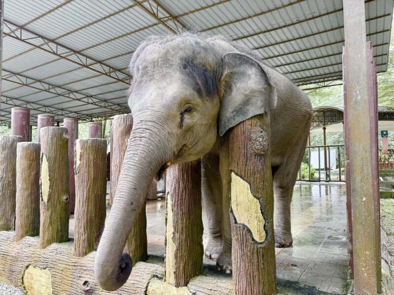 From Kuala Lumpur: Elephant Sanctuary & Batu Caves Tour - The Sum Up: Who Should Consider This Tour?