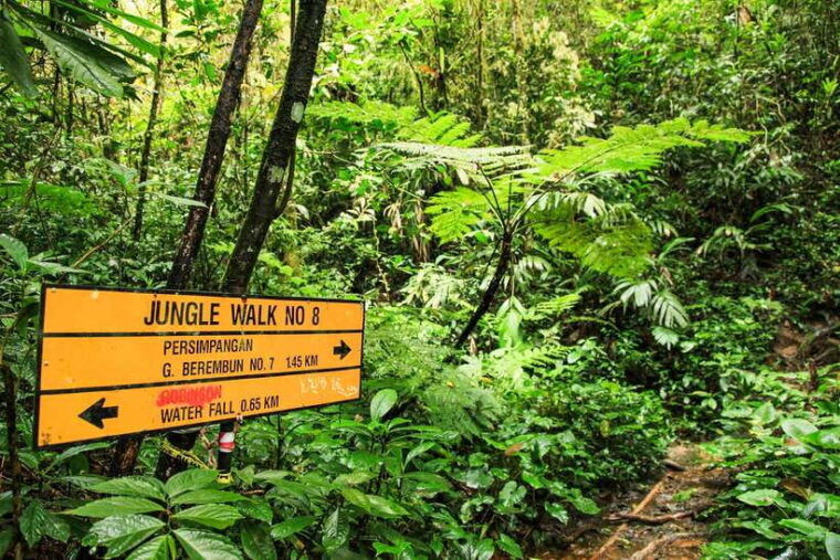 from-kuala-lumpur-full-day-taman-negara-national-park