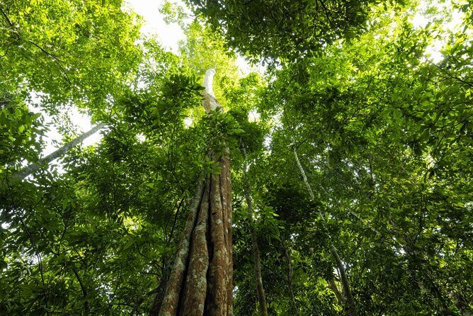 From Kuala Lumpur Taman Negara Day Trip With Lunch - Inclusions and Value