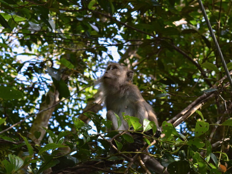 from-kuala-lumpur-taman-negara-national-park-private-tour