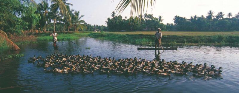 From Kumarakom: Half Day Aymanom Rural Village Tour - Practical Details & Unique Insights