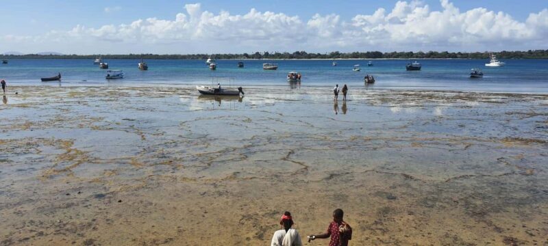 From Kwale: Kisite Mpunguti Marine National Park Tour - Final Thoughts