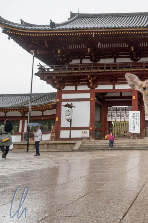 from-kyoto-day-trip-to-fushimi-inari-nara-park-and-osaka