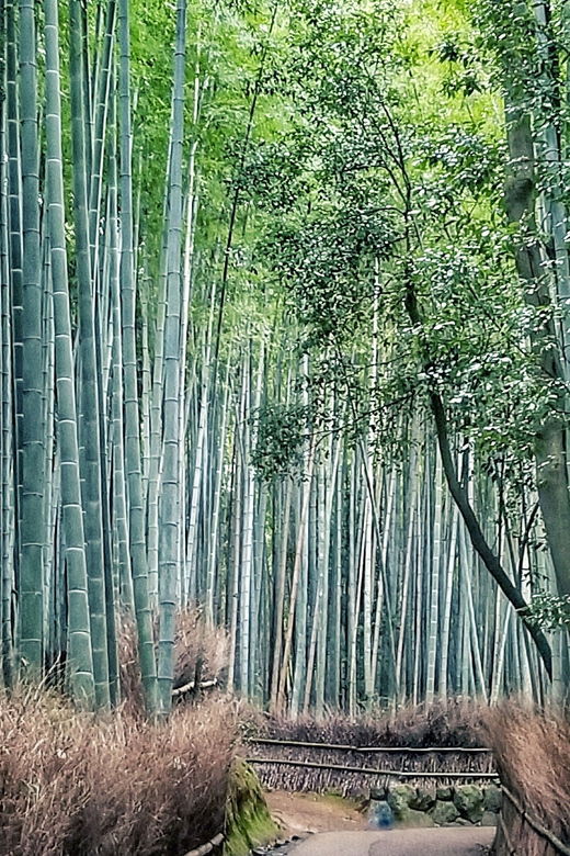 from-kyoto-kyoto-and-nara-golden-route-full-day-bus-tour