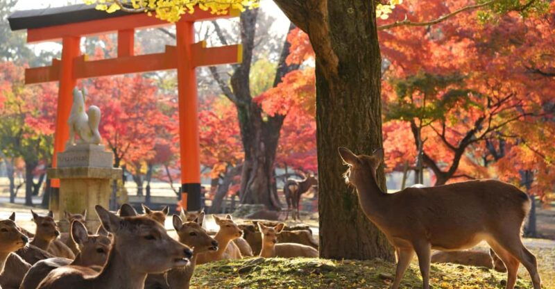 from-kyoto-nara-guided-half-day-bus-tour