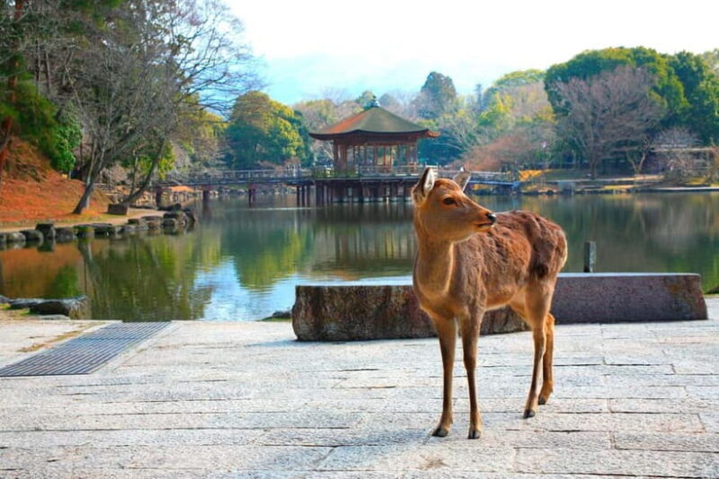 From Kyoto: Nara, Osaka & Kobe Day Trip  3 Cities in 1 Day - The Value Proposition: Is It Worth the Price?