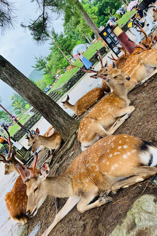 from-kyoto-nara-private-car-tour-with-hotel-pickup