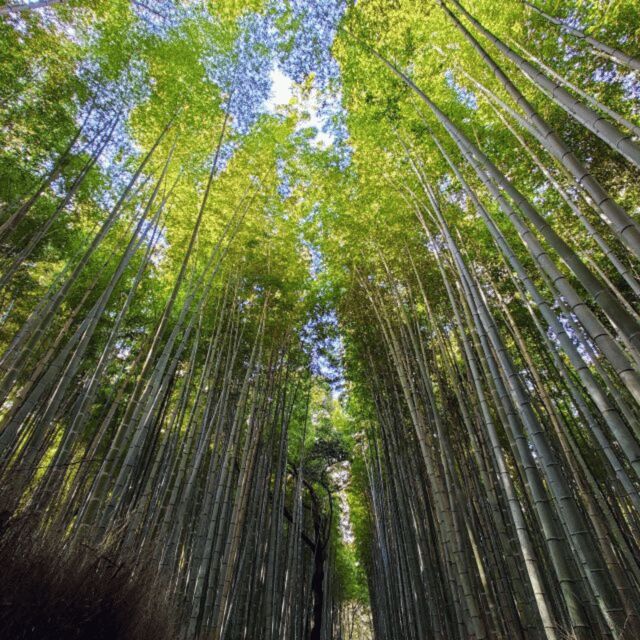 From Kyoto & Osaka: Kyoto Top Attractions Private Day Tour - Who Is This Tour Best For?