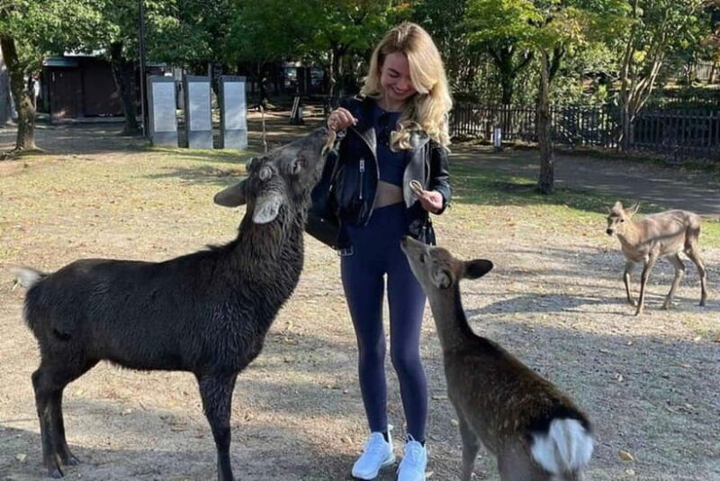 From Kyoto/Osaka: Nara Private Tour with Guide and Vehicle - Key Points