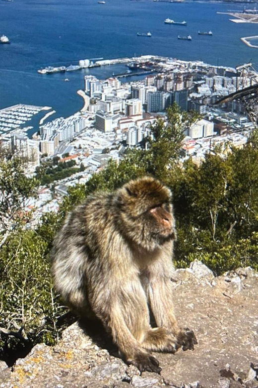 from-la-cala-marbella-estepona-vip-gibraltar-tour-with-monkey-rock-shopping