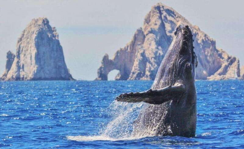From La Paz: Puerto Chale Gray Whale Watching Tour - An Introduction to the Puerto Chale Gray Whale Watching Tour