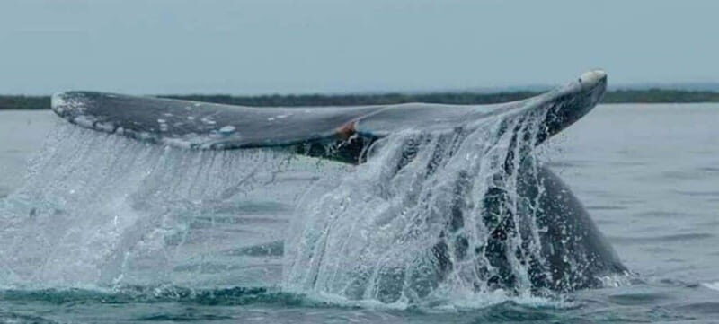 From La Paz: Puerto Chale Gray Whale Watching Tour - The Value of This Experience