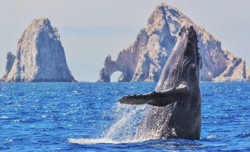 From La Paz: Puerto Chale Gray Whale Watching Tour - The Sum Up