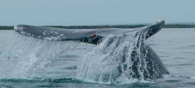 From La Paz: Puerto Chale Gray Whale Watching Tour - FAQ