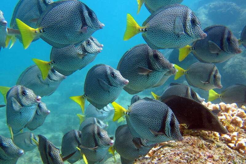 From La Paz: Swim with Sea Lions & Espíritu Santo Boat Tour - FAQs