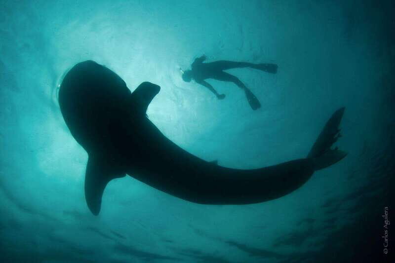 From La Paz: Whale Shark & Sea Lions Tour - The Details: What’s Included and What to Consider