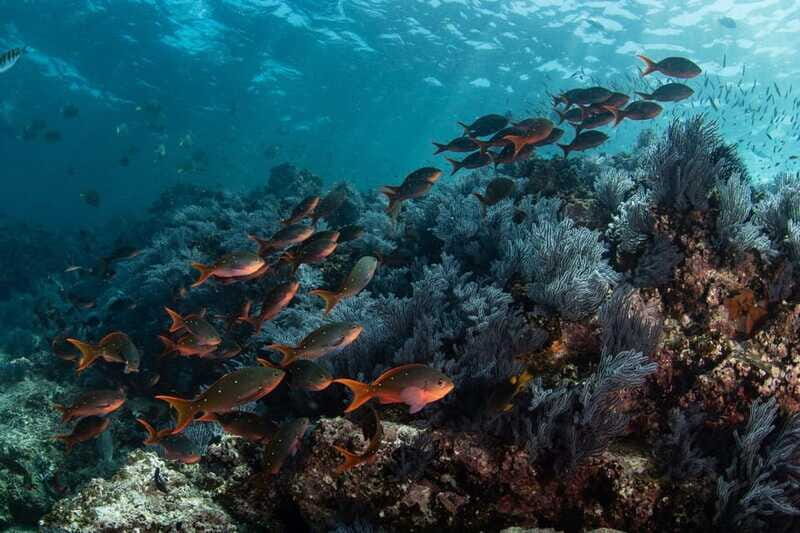 From La Paz: Whale Shark & Sea Lions Tour - Real Experiences from Fellow Travelers