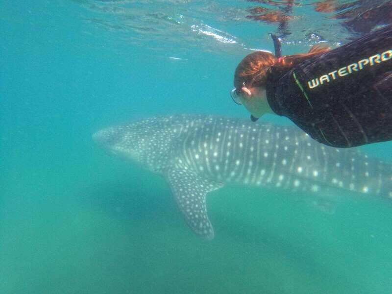 From La Paz: Whale Shark & Sea Lions Tour - Who Is This Tour Best For?