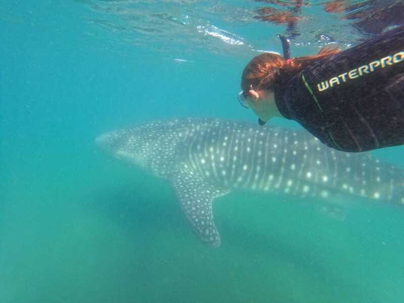 From La Paz: Whale Shark & Sea Lions Tour - FAQs