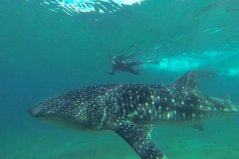 From La Paz: Whale Sharks, Sea Lions & Balandra Beach Combo - Introducing the La Paz: Whale Sharks, Sea Lions & Balandra Beach Combo