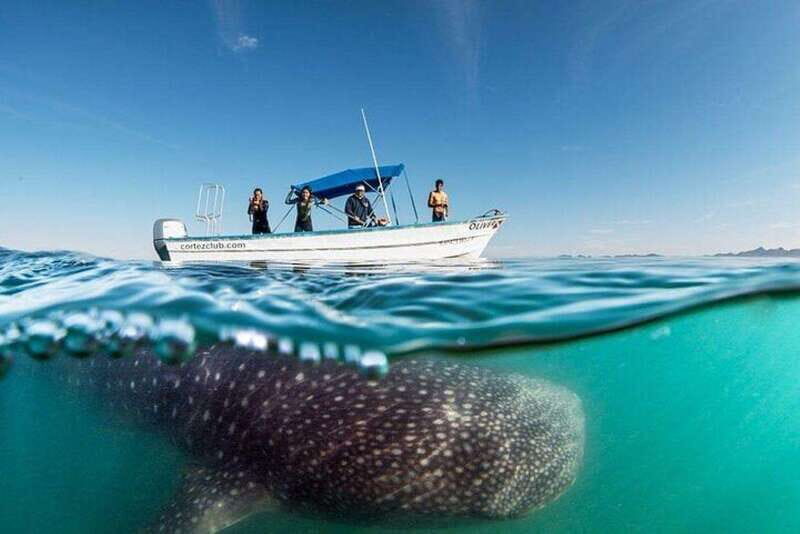 From La Paz: Whale Sharks, Sea Lions & Balandra Beach Combo - Exploring the Itinerary in Detail