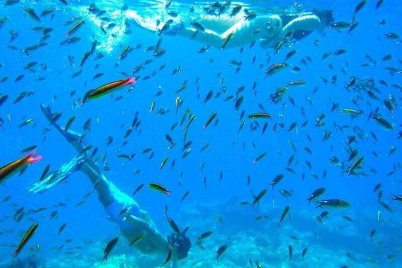From La Paz: Whale Sharks, Sea Lions & Balandra Beach Combo - The Sum Up