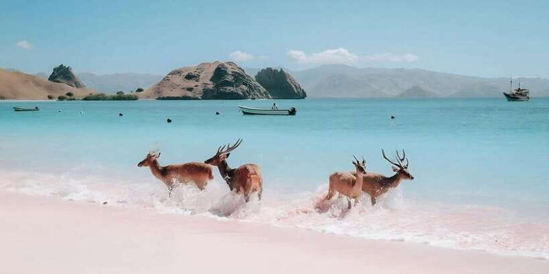 from-labuan-bajo-day-tour-of-komodo-island-with-snorkeling