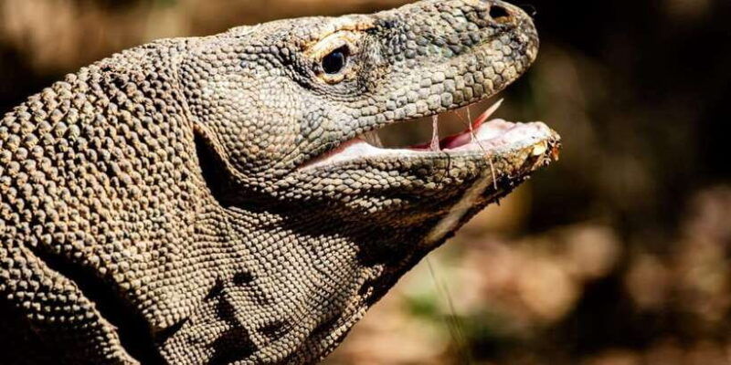 from-labuan-bajo-explore-komodo-dragon-island