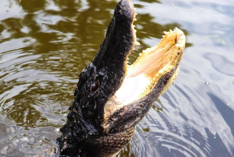 from-lafitte-swamp-tours-south-of-new-orleans-by-airboat