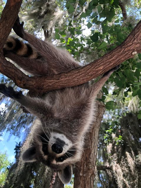 from-lafitte-swamp-tours-south-of-new-orleans-by-airboat