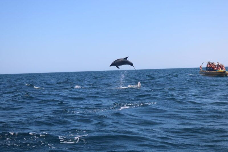 from-lagoa-dolphins-ponta-da-piedade-with-biologist-guide