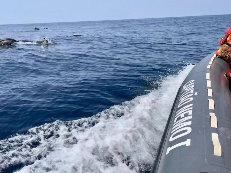 from-lagoa-dolphins-ponta-da-piedade-with-biologist-guide