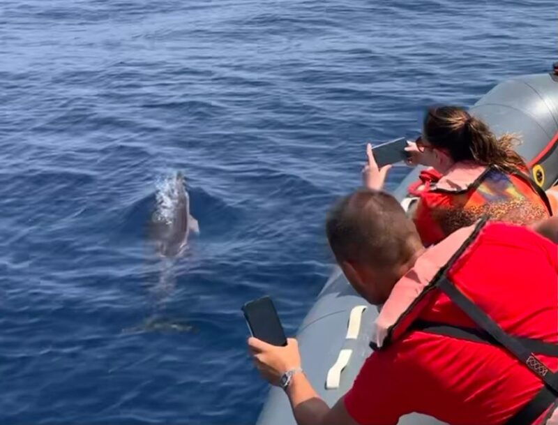 from-lagoa-dolphins-ponta-da-piedade-with-biologist-guide