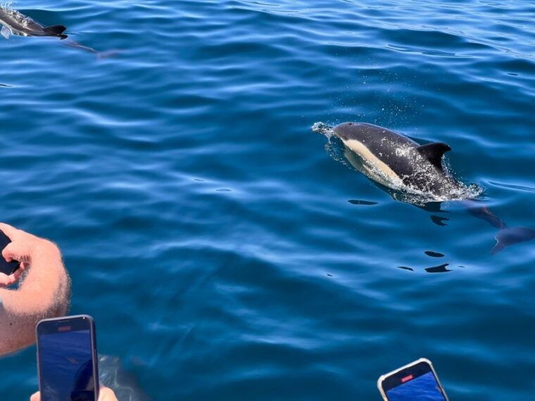 from-lagoa-dolphins-ponta-da-piedade-with-biologist-guide