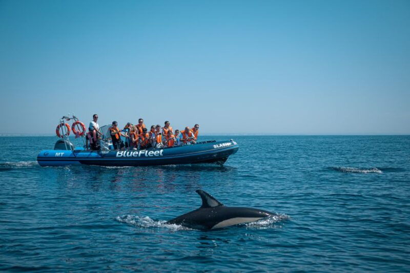 from-lagos-dolphin-watching-boat-trip-w-marine-biologists