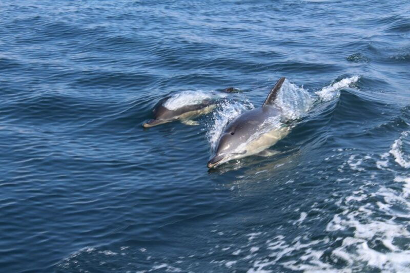 from-lagos-dolphin-watching-boat-trip-w-marine-biologists