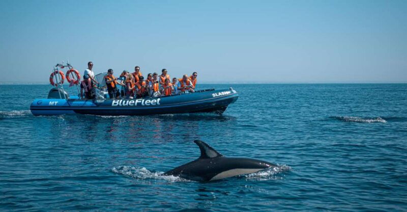 from-lagos-dolphin-watching-boat-trip-w-marine-biologists