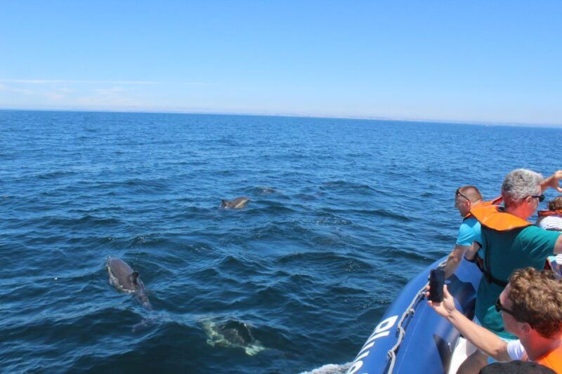 from-lagos-dolphin-watching-boat-trip-w-marine-biologists