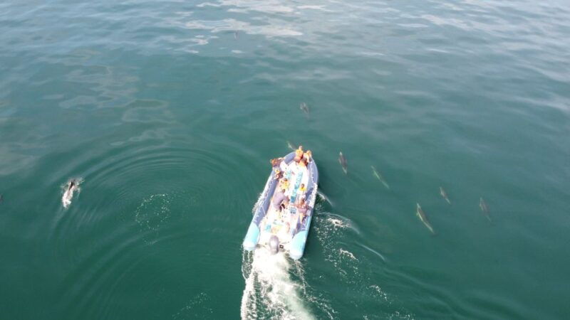 from-lagos-dolphin-watching-boat-trip-w-marine-biologists