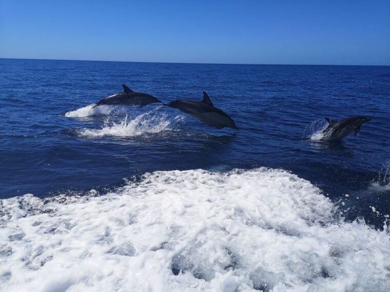 from-lagos-dolphin-watching-boat-trip-w-marine-biologists