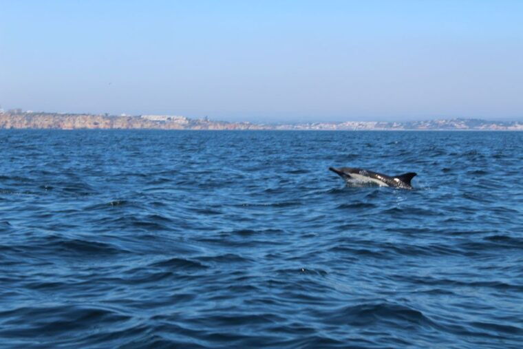 from-lagos-dolphin-watching-boat-trip-w-marine-biologists