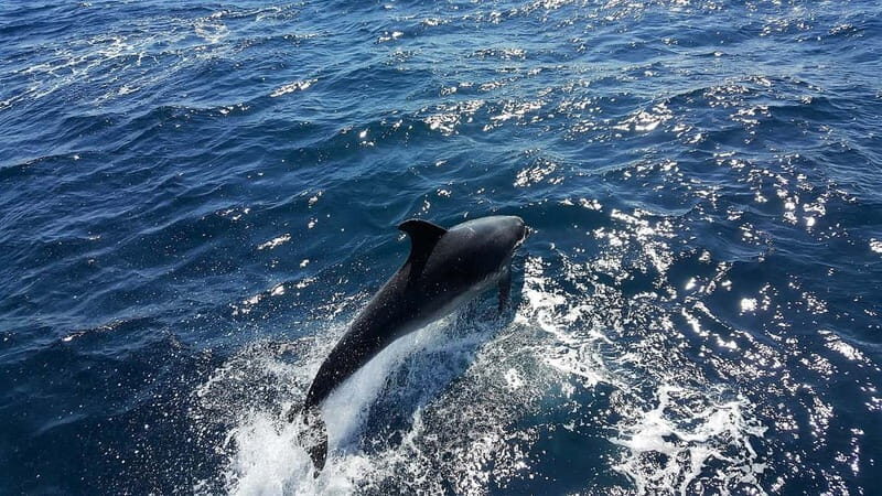 From Lagos: Dolphin Watching Catamaran Cruise - Introduction: A Dolphin Tour in Lagos Worth Considering